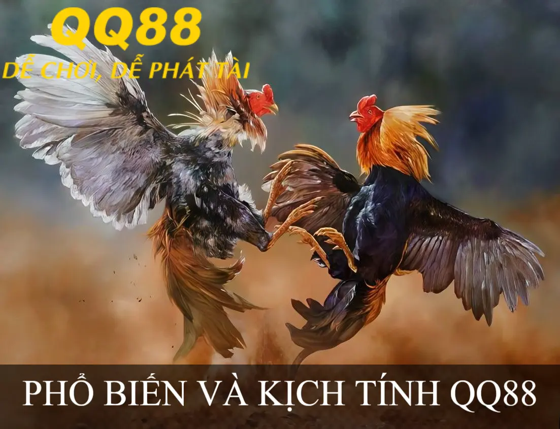 ĐÁ GÀ VÀ PHỔ BIẾN TẠI QQ88